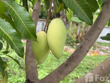 Land for sale in Kanchana, Phrae