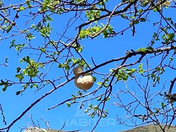 Agrícola en Venta en FUNDO RESERVA LOS QUEÑES