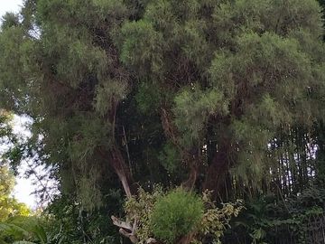 Vendo Casa Pino Col. Rancho Cortes Cuernavaca Mor.