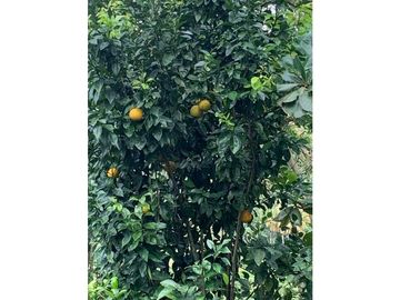Venta Finca Nocaima cerca a la Vega y Villeta Una Hectarea y 860 Metro