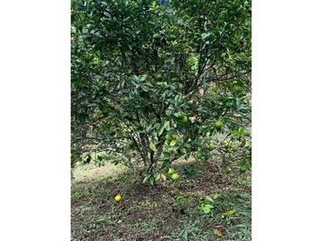 Venta Finca Nocaima cerca a la Vega y Villeta Una Hectarea y 860 Metro