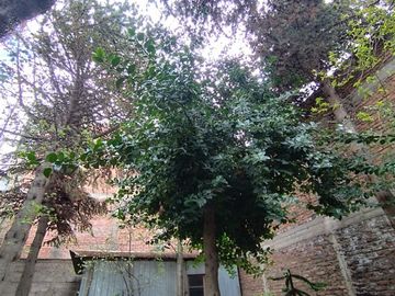 Local Comercial en Venta en Plaza de armas