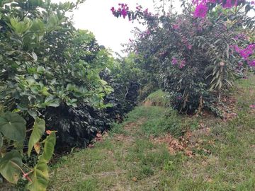 FINCA EN VENTA EN LA VDA LA PALMA/DOSQUEBRADAS
