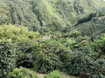 FINCA EN VENTA EN LA VDA LA PALMA/DOSQUEBRADAS