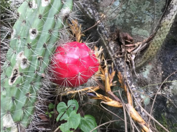 Excelente predio en Ex Hacienda La Providencia Celaya Guanajuato