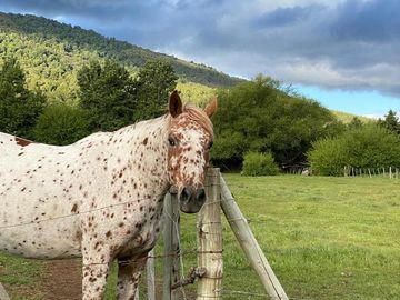 Hermoso y Soleado Lote plano en el Callejón de Salazar, San Martin de los Andes Patagonia Argentina.