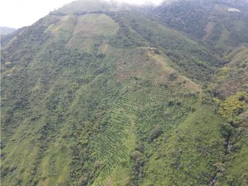 Finca certificada en venta sector Génova Quindío (120 Hectareas)