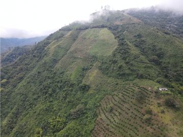 Finca certificada en venta sector Génova Quindío (120 Hectareas)
