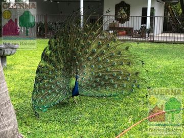 TERRENO EN VENTA EN XOCHITEPEC A UNOS MINUTOS DEL TEC DE MONTERREY, IDEAL PARA HOTEL, DESARROLLADOR, ASILO, CLINICA, JARDÍN DE EVENTOS, RANCHO