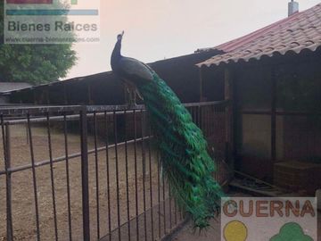 TERRENO EN VENTA EN XOCHITEPEC A UNOS MINUTOS DEL TEC DE MONTERREY, IDEAL PARA HOTEL, DESARROLLADOR, ASILO, CLINICA, JARDÍN DE EVENTOS, RANCHO