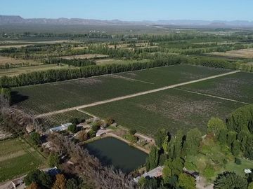Exclusivo Viñedo de 20 Ha. en Cuadro Benegas