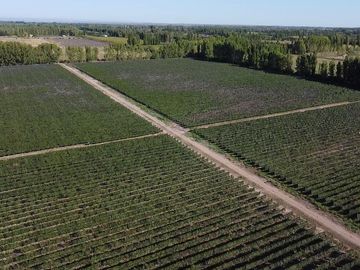 Exclusivo Viñedo de 20 Ha. en Cuadro Benegas