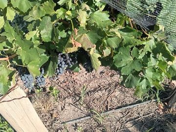 Exclusivo Viñedo de 20 Ha. en Cuadro Benegas
