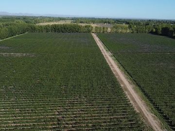 Exclusivo Viñedo de 20 Ha. en Cuadro Benegas