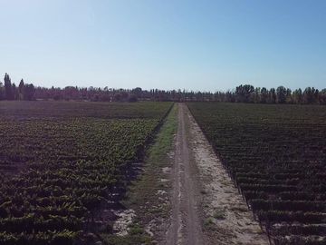 Exclusivo Viñedo de 20 Ha. en Cuadro Benegas