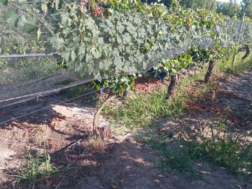 Exclusivo Viñedo de 20 Ha. en Cuadro Benegas