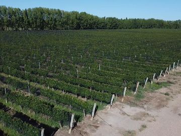 Exclusivo Viñedo de 20 Ha. en Cuadro Benegas
