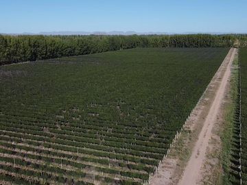 Exclusivo Viñedo de 20 Ha. en Cuadro Benegas