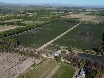 Exclusivo Viñedo de 20 Ha. en Cuadro Benegas