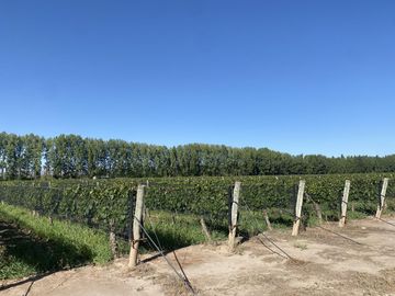 Exclusivo Viñedo de 20 Ha. en Cuadro Benegas
