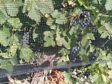 Exclusivo Viñedo de 20 Ha. en Cuadro Benegas