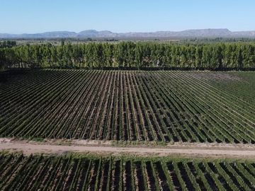 Exclusivo Viñedo de 20 Ha. en Cuadro Benegas