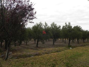 Finca en Rama Caida