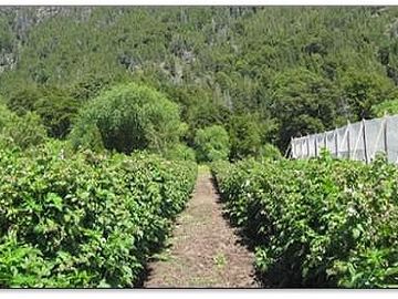 Campo explotacion frutihorticola en El Cohiue