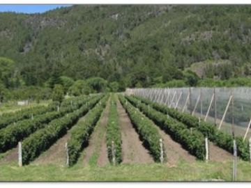 Campo explotacion frutihorticola en El Cohiue
