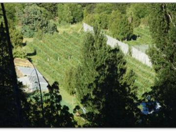 Campo explotacion frutihorticola en El Cohiue