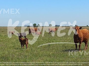Campo en de 127 hectareas en General Belgrano, Buenos Aires