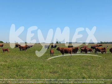 Campo en de 127 hectareas en General Belgrano, Buenos Aires
