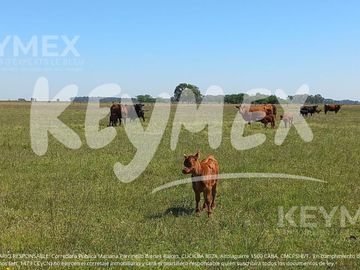 Campo en de 127 hectareas en General Belgrano, Buenos Aires