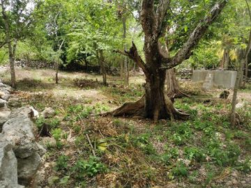 TERRENO EN VENTA EN BACA, YUCATÁN