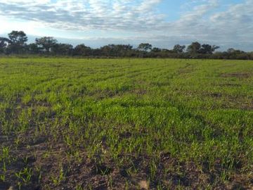 Campo en venta - Suncho Corral- Santiago del Estero
