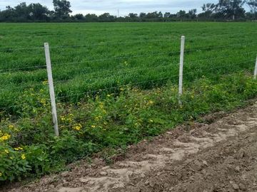 Campo en venta - Suncho Corral- Santiago del Estero