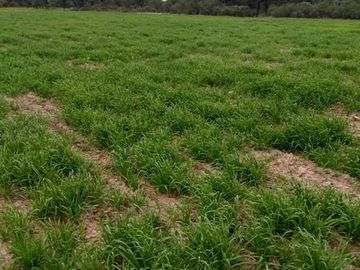 Campo en venta - Suncho Corral- Santiago del Estero