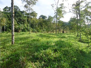 Venta finca Tarso - Suroeste Antioqueño