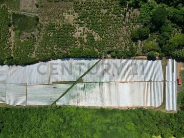 HACIENDA PRODUCTORA DE BIOMASA DE CBD