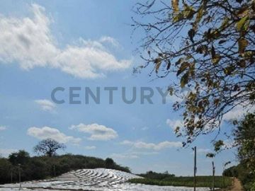 HACIENDA PRODUCTORA DE BIOMASA DE CBD