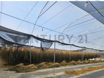 HACIENDA PRODUCTORA DE BIOMASA DE CBD