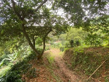 Se vende finca cafetera en Buenavista Quindío 16 cuadras