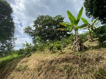 Se vende finca cafetera en Buenavista Quindío 16 cuadras