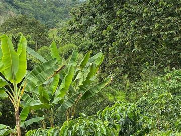 Se vende finca cafetera en Buenavista Quindío 16 cuadras