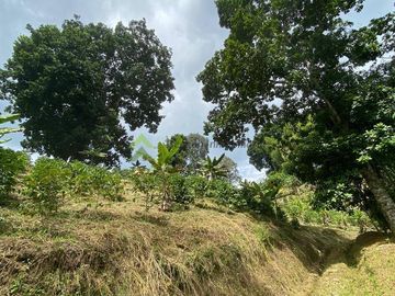 Se vende finca cafetera en Buenavista Quindío 16 cuadras