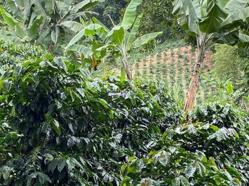 Se vende finca cafetera en Buenavista Quindío 16 cuadras