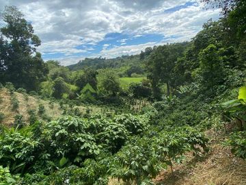 Se vende finca cafetera en Buenavista Quindío 16 cuadras