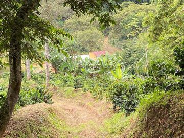 Se vende finca cafetera en Buenavista Quindío 16 cuadras