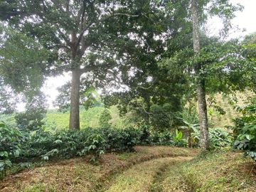 Se vende finca cafetera en Buenavista Quindío 16 cuadras