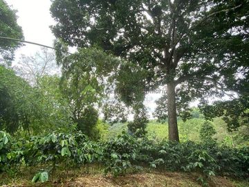 Se vende finca cafetera en Buenavista Quindío 16 cuadras